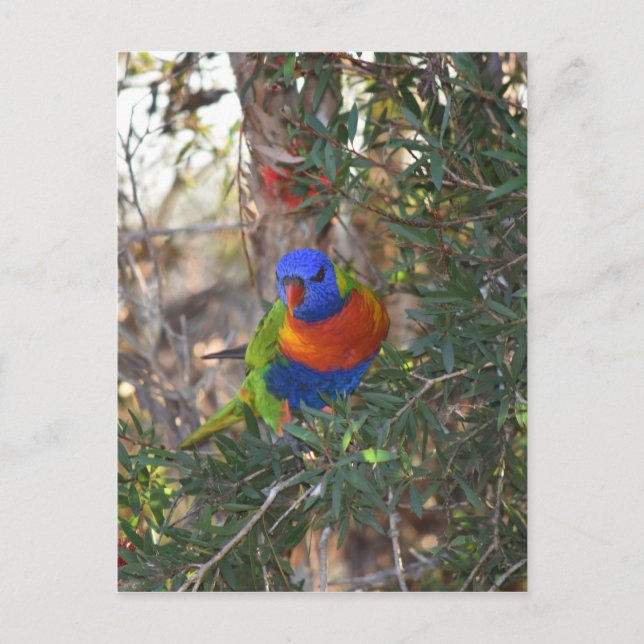 CARTÃO POSTAL RAINBOL LORIKEET EM ÁRVORE RURAL AUSTRÁLIA (Frente)