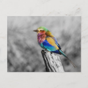 Cartão Postal Rainbow Bird
