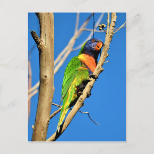 Cartão Postal Rainbow Lorikeet