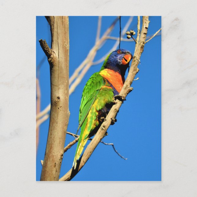 Cartão Postal Rainbow Lorikeet (Frente)