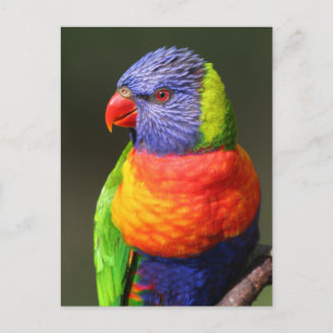 Cartão Postal Rainbow Lorikeet