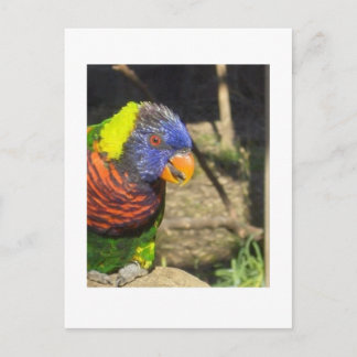 Cartão Postal Rainbow Lorikeet