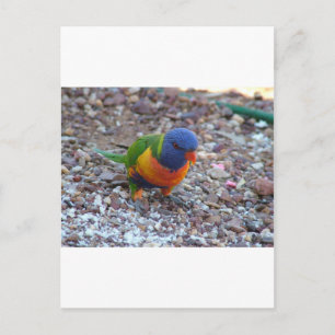 Cartão Postal Rainbow Lorikeet