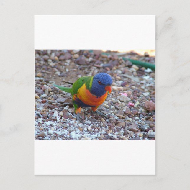 Cartão Postal Rainbow Lorikeet (Frente)