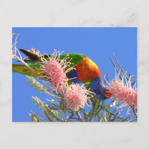 Cartão Postal Rainbow Lorikeet