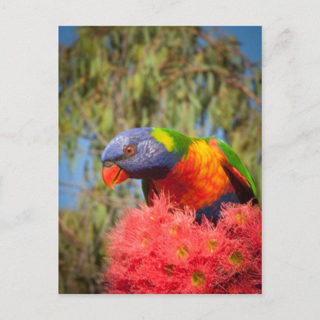 Cartão Postal Rainbow Lorikeet, Austrália (Frente)