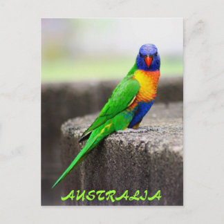 Cartão Postal Rainbow Lorikeet, AUSTRÁLIA