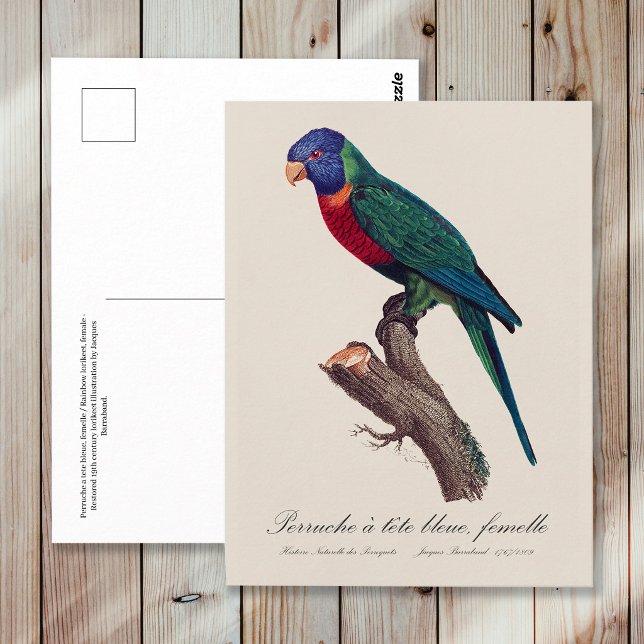 Cartão Postal Rainbow lorikeet female, Trichoglossus moluccanus (Perruche a tete bleue, femelle / Rainbow lorikeet, female. Postcard)