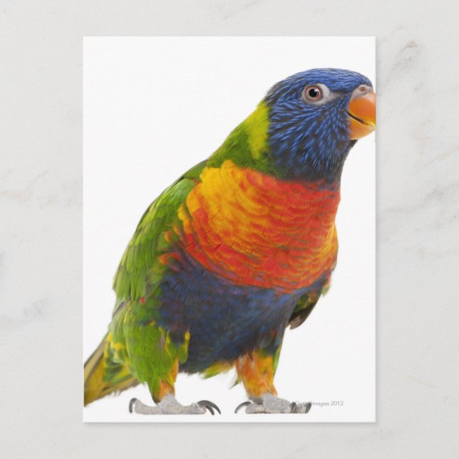 Cartão Postal Rainbow Lorikeet fêmea - Trichoglossus (Frente)