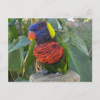 Cartão Postal Rainbow Lorikeet no Cartão-postal Poste
