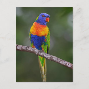 Cartão Postal Rainbow Lorikeet Trichoglossus Haematodus