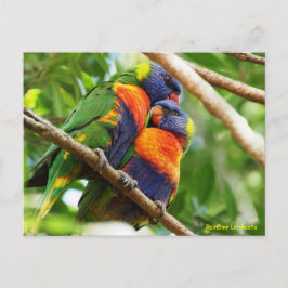 Cartão Postal Rainbow Lorikeets
