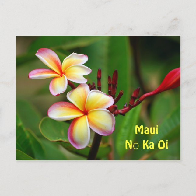 Cartão Postal Rainbow Plumeria Flowers, Maui Nō Ka Ōi (Frente)