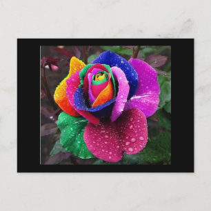 Cartão Postal Rainbow Rose
