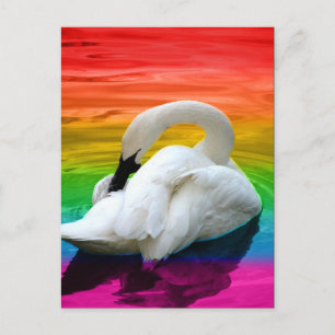 Cartão Postal Rainbow Swan