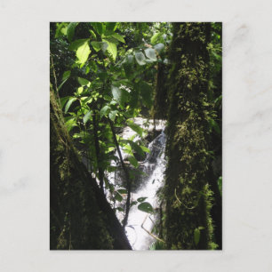 Cartão Postal Rainforest & Waterfall Postcard