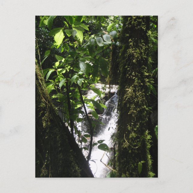 Cartão Postal Rainforest & Waterfall Postcard (Frente)
