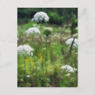 Cartão Postal Rainha Anne's Lace 2 Floral