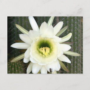 Cartão Postal Rainha Da Flor Noturna De Cactus, Região De Karoo