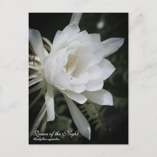 Cartão Postal Rainha da Noite: Cartão-postal
