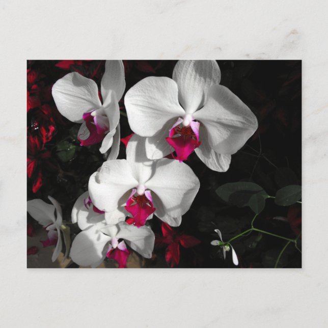 Cartão Postal Rainha Orquídea (Frente)