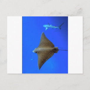 Cartão Postal Raio-da-águia-espada e tubarão-recife submarino