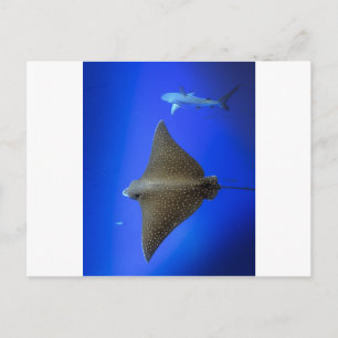 Cartão Postal Raio-da-águia-espada e tubarão-recife submarino
