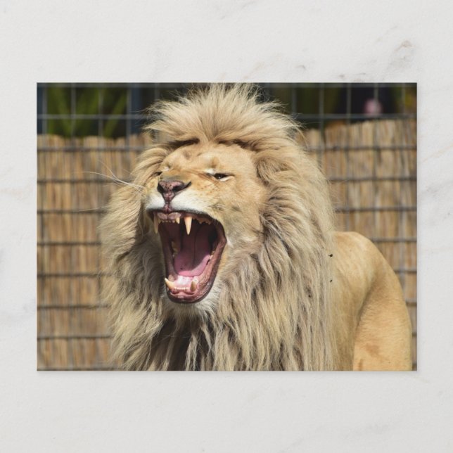 Cartão Postal Raio de Leão (Frente)