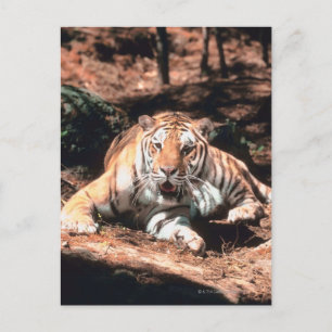 Cartão Postal Raio de Tigre