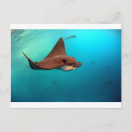 Cartão Postal Raios de águia-alvo Ilhas Galápagos