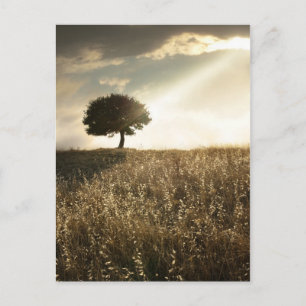 Cartão Postal Raios de luz atravessam o dramático céu