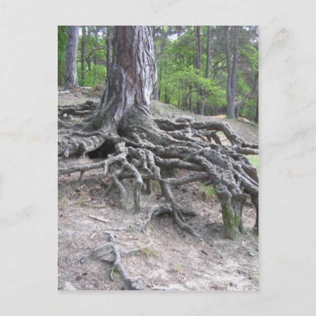 Cartão Postal Raízes (Frente)