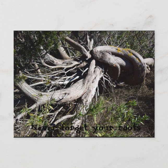 Cartão Postal Raízes (Frente)