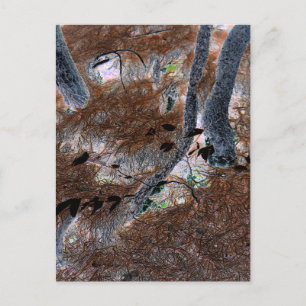 Cartão Postal "Raízes" Árvores Arborizadas, Agulhas de Pinheiros