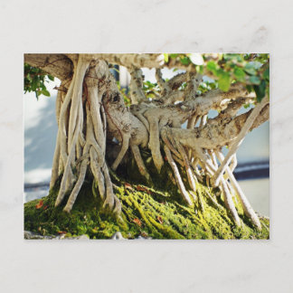 Cartão Postal Raízes de Árvore Ficus Banyan Bonsai