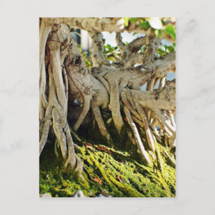 Cartão Postal Raízes de Árvore Ficus Banyan Bonsai