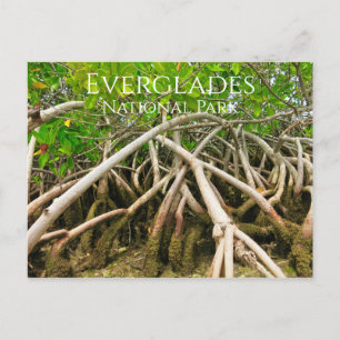 Cartão Postal Raízes de Mangrove Stilt, Pântano, Everglades