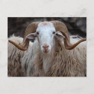 Cartão Postal Ram - Cartão-postal para animais