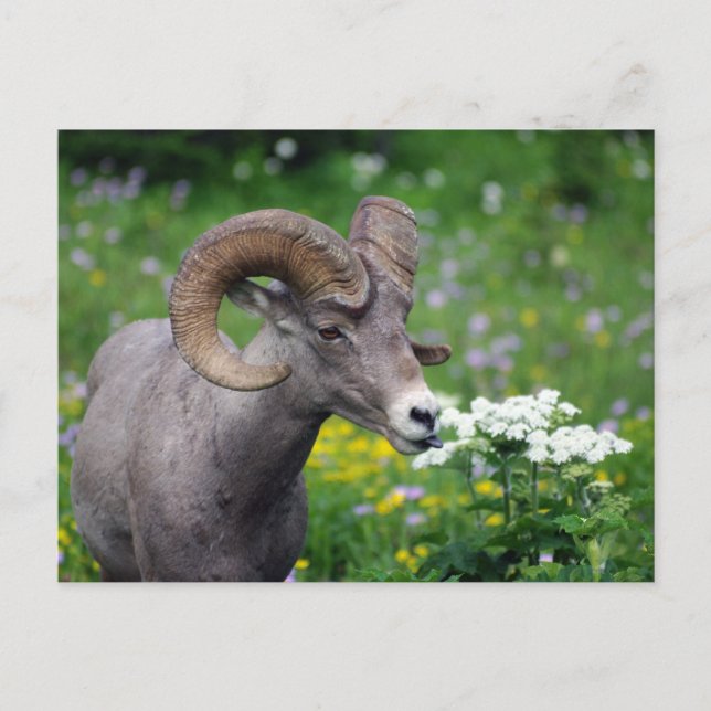 Cartão Postal Ram - Cheirando as Flores (Frente)