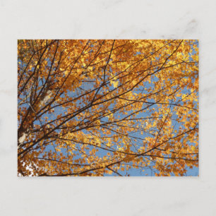 Cartão Postal Ramais das Folhas de Maple II Orange Autumn