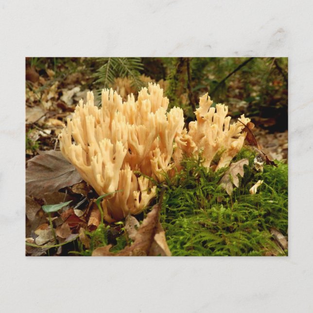 Cartão postal Ramaria stricta Fungi (Frente)