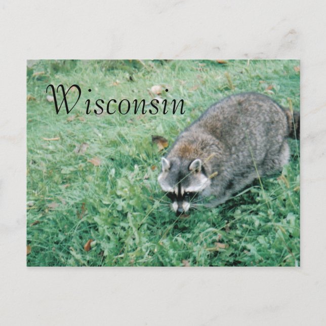 Cartão Postal Ramblin' Raccoon (Frente)