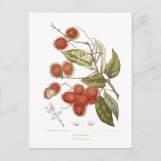 Cartão Postal Rambutan