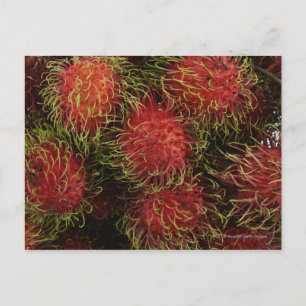 Cartão Postal Rambutan
