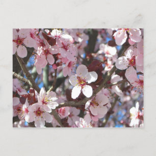Cartão Postal Ramificação de Brilhos Rosa Primavera Floral
