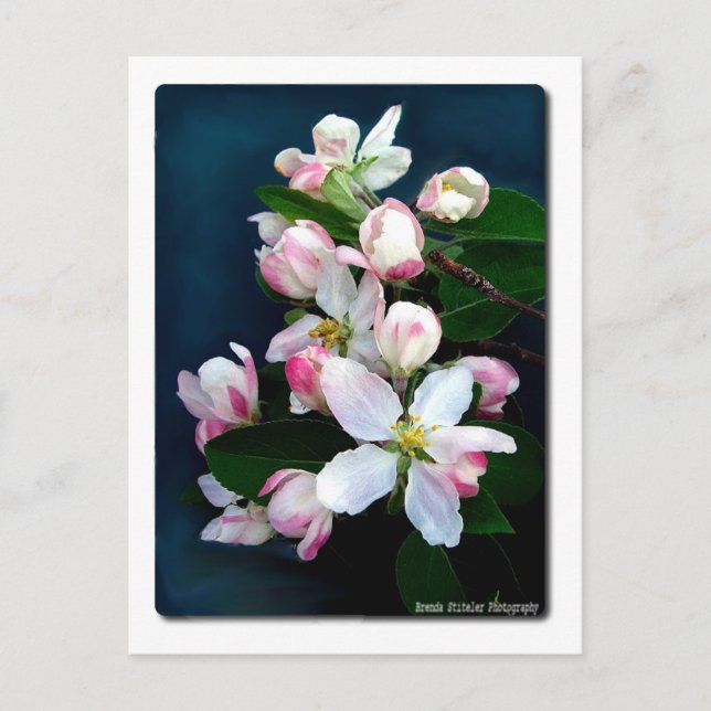 Cartão Postal Ramificação do Flor da Maçã (Frente)