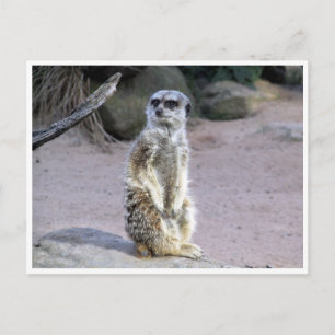 Cartão Postal ramificação meerkat