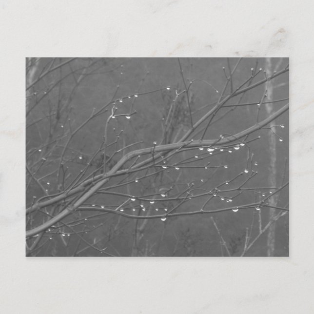 Cartão Postal Ramificação na Chuva (Frente)