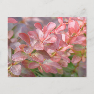 Cartão Postal Ramificações bonito rosa