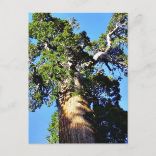 Cartão Postal Ramificações de Latido de Sequoias de Árvores d